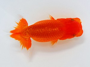 観魚会 行司一　芳賀孝泰