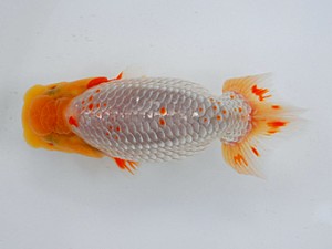 観魚会 行司二　斉藤　博