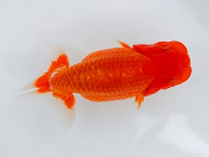 観魚会 脇行司一　坂場克身