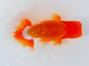 観魚会 西大関　齋藤一成