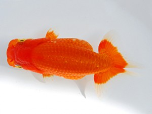 観魚会 立行司　佐藤良純