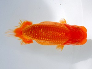 観魚会 取締一　安田英一