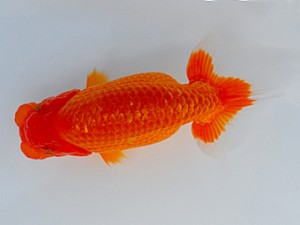 観魚会 取締二　坂場克身