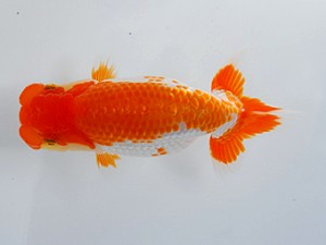 観魚会 東小結　太田和良幸