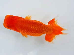 観魚会 西小結　清水　健