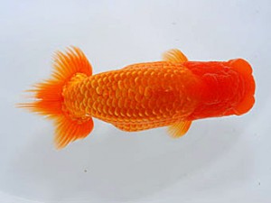 錦蘭会　真島恵介　佐賀