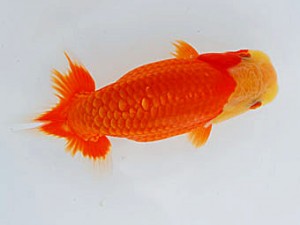 錦蘭会　西大関　真島恵介　佐賀