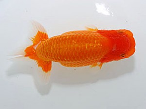 錦蘭会　取締二　山田義浩　岡山