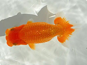 錦蘭会　西大関　西口武志　羽曳野