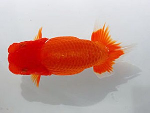 錦蘭会　立行司　中村朋孝　御坊