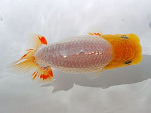 錦蘭会　取締一　藤田和久　敦賀