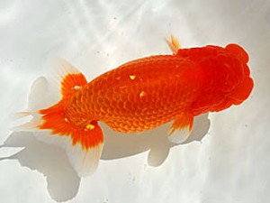 錦蘭会　取締二　村岡祥行　川西