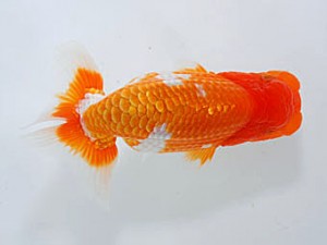 錦蘭会　木本道白　福岡