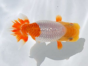 錦蘭会　西大関　西口武志　羽曳野