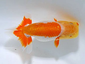 錦蘭会　立行司　難波康宏　倉敷