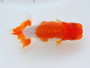 錦蘭会　取締一　西川　敬　観音寺