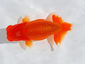 錦蘭会　取締二　中島健一郎　浅口