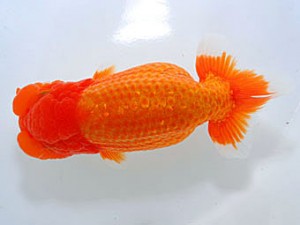 錦蘭会　東大関　三木　晃　吉野川