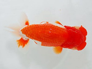 錦蘭会　取締一　村岡満幸　川西