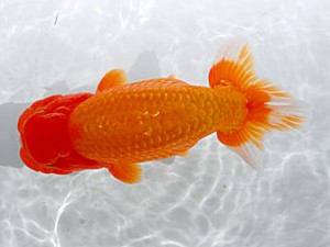 錦蘭会　取締二　近藤恒雄　大東