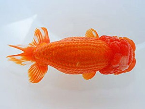 錦蘭会　東大関　吉田隆志　北九州