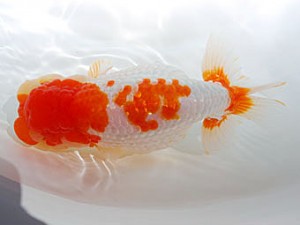 錦蘭会　西大関　鈴木義信　倉敷