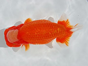 錦蘭会　立行司　村岡祥行　川西