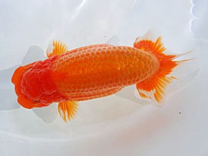 錦蘭会　取締二　倉田政宏　枚方