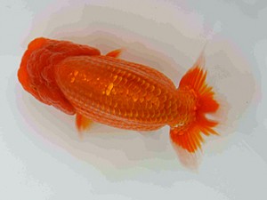 好鱗会　第三回研究会　第2席　須田友一郎