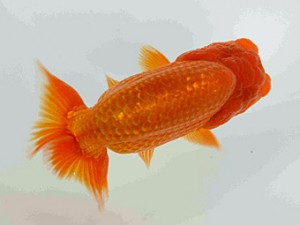 好鱗会　第三回研究会　第3席　加納力一