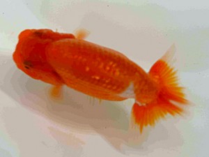 好鱗会　第三回研究会　第4席　田家　淳