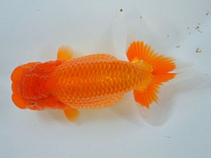 九州・山口日らん会 石津英二 下関 九州・山口日らん会 石津英二 下関