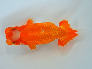 九州・山口日らん会 東勧進元 南 利幸 大分B 九州・山口日らん会 東勧進元 南 利幸 大分B