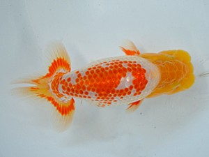 九州・山口日らん会 西勧進元 石橋俊美 中九州 九州・山口日らん会 西勧進元 石橋俊美 中九州