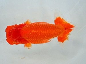 九州・山口日らん会 行司一 廣野晴視 下関 九州・山口日らん会 行司一 廣野晴視 下関