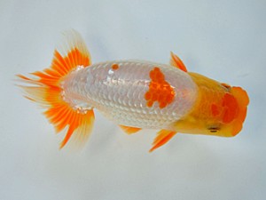 九州・山口日らん会 行司三 出口義幸 福岡 九州・山口日らん会 行司三 出口義幸 福岡