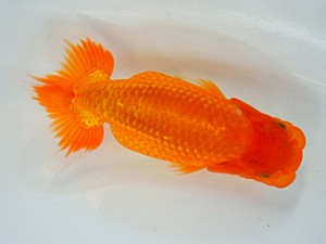 九州・山口日らん会 東脇行司 南 利幸 大分B 九州・山口日らん会 東脇行司 南 利幸 大分B