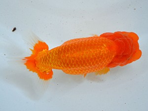 九州・山口日らん会 西脇行司 國崎信正 福岡 九州・山口日らん会 西脇行司 國崎信正 福岡