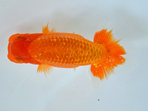 九州・山口日らん会 西大関 杉谷典彦 福岡 九州・山口日らん会 西大関 杉谷典彦 福岡