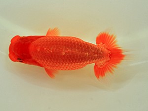 九州・山口日らん会 立行司 井上松雄 大分B 九州・山口日らん会 立行司 井上松雄 大分B