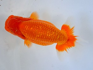 九州・山口日らん会 東取締 荒木憲和 宮崎 九州・山口日らん会 東取締 荒木憲和 宮崎