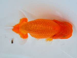 九州・山口日らん会 西取締 國崎信正 福岡 九州・山口日らん会 西取締 國崎信正 福岡