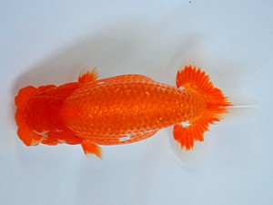 九州・山口日らん会 東関脇 廣野晴視 下関 九州・山口日らん会 東関脇 廣野晴視 下関