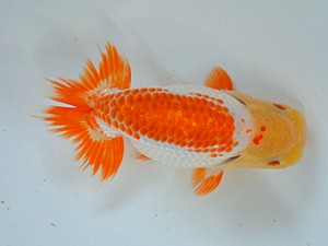 九州・山口日らん会 西関脇 江副 誠 鳥栖みやき 九州・山口日らん会 西関脇 江副 誠 鳥栖みやき