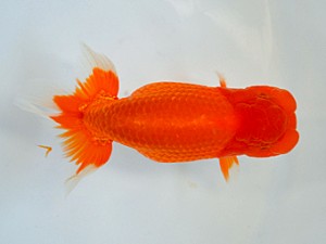 九州・山口日らん会 東小結 大藪博之 福岡 九州・山口日らん会 東小結 大藪博之 福岡