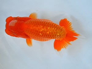 九州・山口日らん会 西小結 板井 達 大分B 九州・山口日らん会 西小結 板井 達 大分B