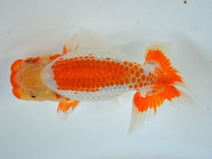 九州・山口日らん会 赤星 誠 福岡 九州・山口日らん会 赤星 誠 福岡