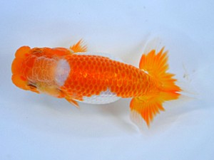 九州・山口日らん会 東勧進元 津野金生 大分B 九州・山口日らん会 東勧進元 津野金生 大分B