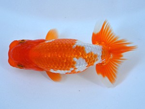 九州・山口日らん会 西勧進元 出口義幸 福岡 九州・山口日らん会 西勧進元 出口義幸 福岡