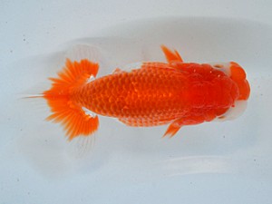 九州・山口日らん会 行司一 長野芳明 鳥栖みやき 九州・山口日らん会 行司一 長野芳明 鳥栖みやき